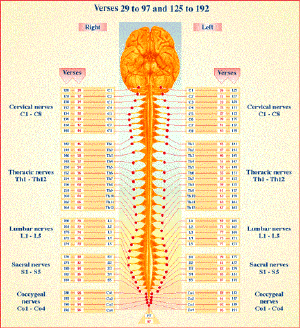 All the Laws of Nature in Human Physiology
